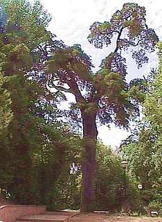 Cedro de San Juan (Cupressus lusitanica Mill.)