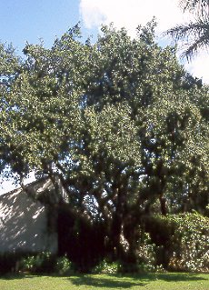 Alcornoque (Quercus suber)