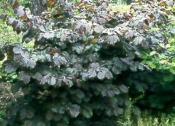 Avellano (Corylus avellana)