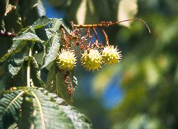 Castao de indias (Aesculus hippocastanum)