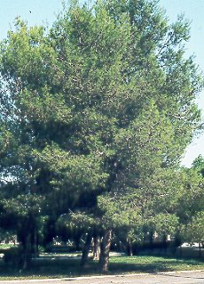 Pino de alepo (Pinus halepensis)
