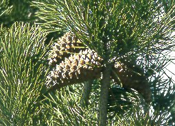 Pino martimo (Pinus pinaster)