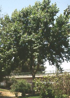 Pltano (Platanus hybrida)