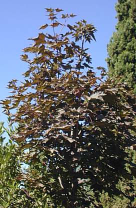 Arce rojo (Acer rubum)