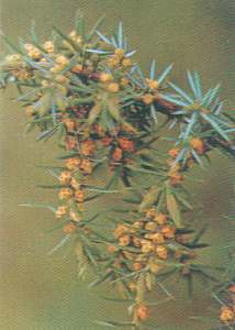 Enebro comn (Juniperus communis)