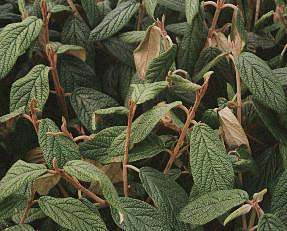 Viburno de hoja rizada (Viburnum rithydophyllum)