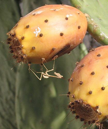 ©ayto.granada: chumbos con mantis