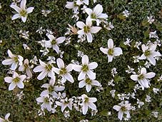 Piel de leon (Arenanaria tetraquetra ssp amibilis)