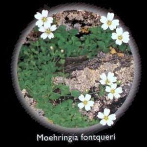 Moehringia fontqueri (Moehringia fontqueri)