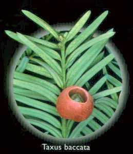 Tejo (Taxus baccata)
