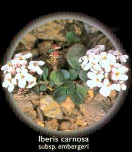 Iberis carnosa (Iberis carnosa)